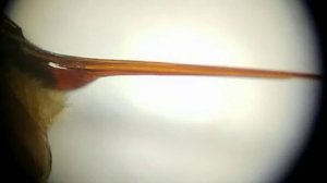 ЖАЛО ПЧЕЛЫ ПОД МИКРОСКОПОМ.