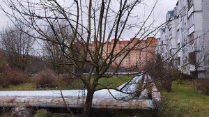 Крона яблони в несколько стволов - что делать? Часть 5,,?