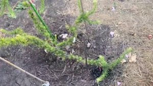 Лиственницы в моем саду!