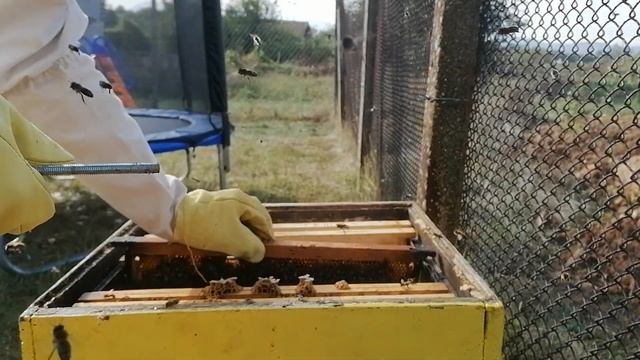 Преглед на нападнатото от мечката семейство смотреть онлайн