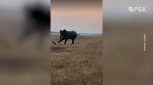 В Африке туристы сняли на видео бой между медоедом и слоном
