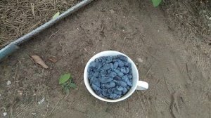 Колокольчик сорт жимолости на 14:06:2023г.