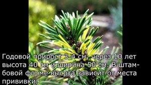 Счастливый день Филиппа, Агатка и Примо! Новинки хвойн