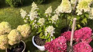 САМАРСКАЯ ЛИДИЯ ЭТО ФАНТАСТИКА!! БИ ГРИН и ОБЗОР 9 СОРТ?