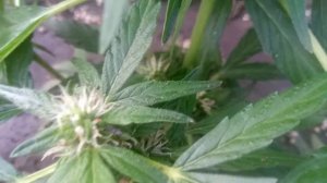 АУТ 2020  ОБЗОР РОСТА РОСТИШОК.Выращивание Марихуаны Ко?