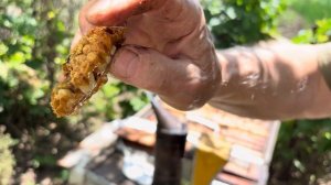 КАК Я БОРЮСЬ С КЛЕЩЕМ ВАРРОА