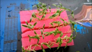 КАК ПРОРАСТИТЬ СЕМЕНА В ГУБКЕ  ПЛЮСЫ И МИНУСЫ