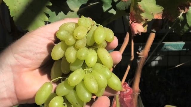 Обзор на виноград КМ Арарат