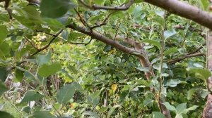 Летняя обрезка яблони, избавляемся от жировиков!