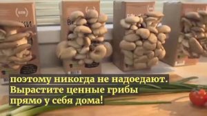 Выращивание вешенки в домашних условиях