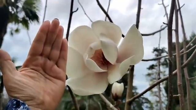 Впервые за 10 лет зацвела магнолия Кемпбелла в Сочи!!! смотреть онлайн