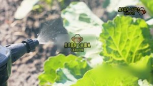 Как вырастить брюссельскую капусту: советы и хитрости