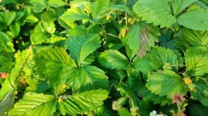 РЕГИНА. УНИКАЛЬНЫЙ СОРТ МЕЛКОПЛОДНОЙ  ЗЕМЛЯНИКИ.  СЕ