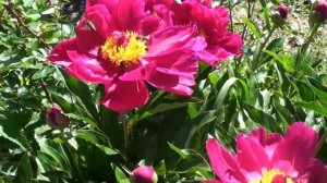 Медонос или так