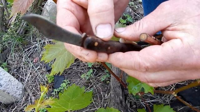 Самая простая и надёжная прививка винограда для начин смотреть онлайн