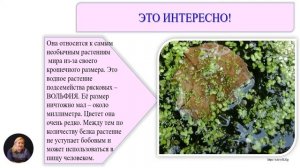 Биология, 6-й класс, Строение цветкового растения