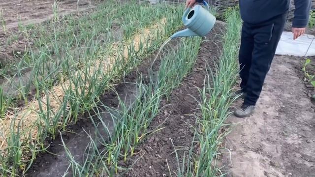 Полив важливіше підживлення! смотреть онлайн