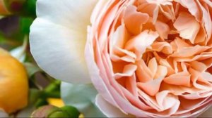 Лучшие сорта роз Дэвида Остина| ТОП 5 НАШЕГО ПИТОМНИКА