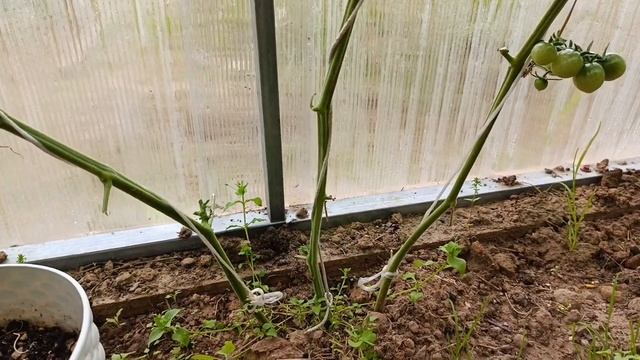 Где-то меня обманули🤔 Томат "балконный дуэт" (смесь со смотреть онлайн