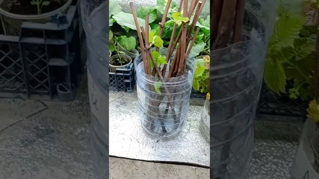 Виноград не укореняется. смотреть онлайн