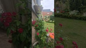 Розы Кордес Purple Siluetta И Crimson Siluetta.