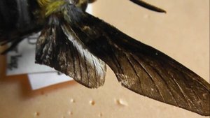 БРАЖНИКИ: 592. Sataspes xylocoparis