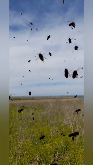 Как улей видит пчел?! смотреть онлайн