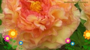 Пион древовидный кинко. Краткий обзор, описание харак?