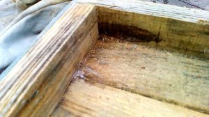 Сырость и плесень в улье осенью