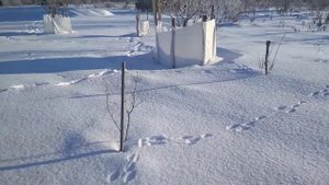 Защита яблонь от зайца