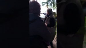 Араукариевые: араукария разнолистная, а. Бидвилла, а. ч