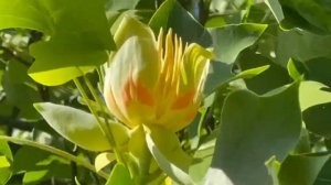 В Ботаническом саду расцвело тюльпановое дерево