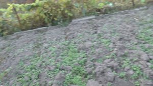 Как размножить ежемалину Медана Тайбери