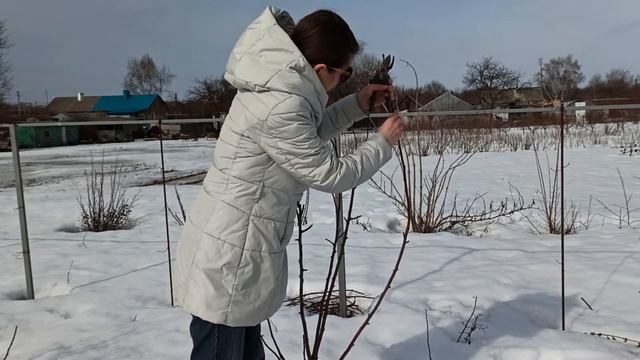 Обрезка молодой яблони: некоторые приемы смотреть онлайн