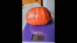 Самый лучший томат в мире 2023г.Высокоурожайный, сладки?