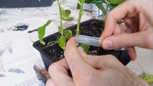 Прививка лимона 2