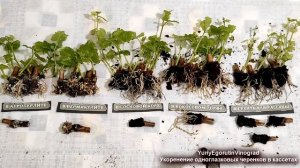 🍇 Как почти 100% укоренить одноглазковые черенки виног