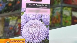 Астры. Выращивание и уход за цветами | Магазин "Семена ?
