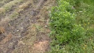 Наш огород. Посадка тыквы.