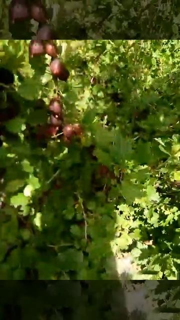 Сорт крыжовника Неслуховский 23.06-7.07.2017г. смотреть онлайн