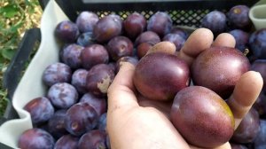 Слива Анна Шпет