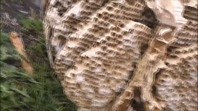 как шершни строят соты в ловушках для роёв смотреть онлайн