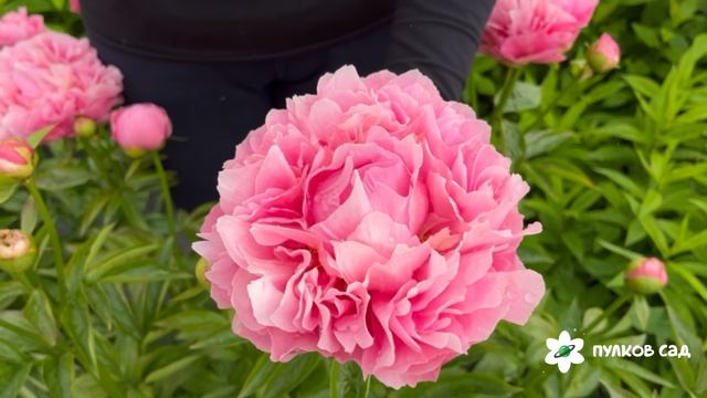 Kathy's Touch peony. Кэти's Тач пион. Пулков сад (2025 г.) смотреть онлайн