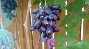 Рэмбо и Черный кристалл