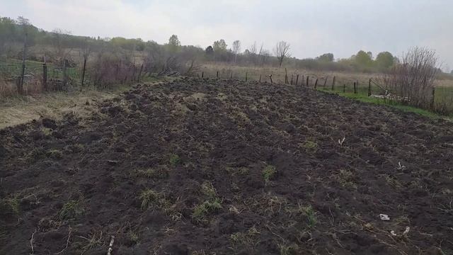 Мульчировать сеном или нет,жду советов!Наглая мышка.К? смотреть онлайн