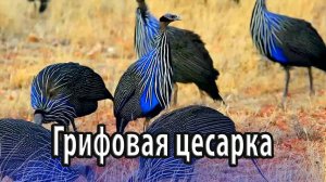 Грифовая цесарка