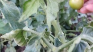 Томат Пинк Харт, краткое описание и способы выращиван?