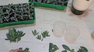 Размножение и укоренение ЭУСТОМЫ черенками, БЮДЖЕТНЫ?