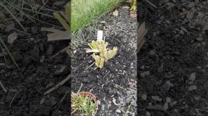 Флоксы, лилейники, пионы, подготовка к зиме 🌸🌸🌸