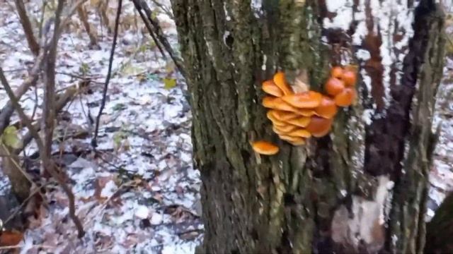 Сбор грибов зимой: фламулина, вешенка, иудины уши